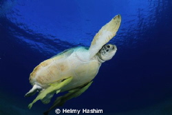 Red Sea , Egypt by Helmy Hashim 